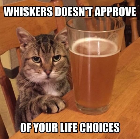 whiskers-doesnt-approve