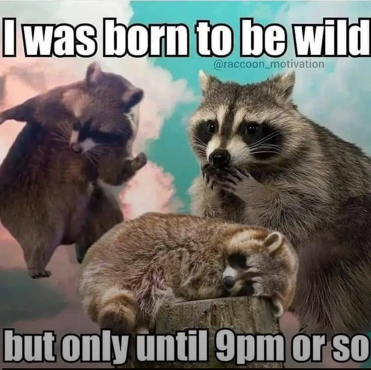born-to-be-wild