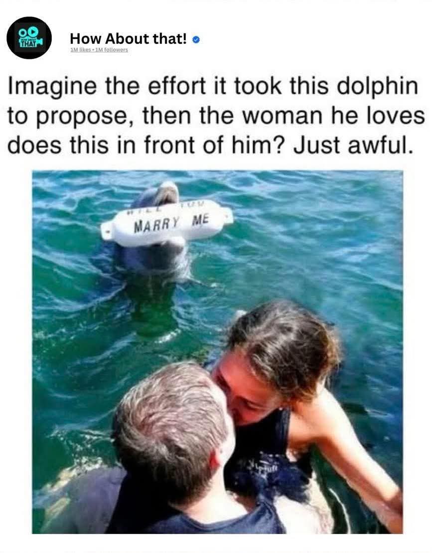 dolphin-proposal