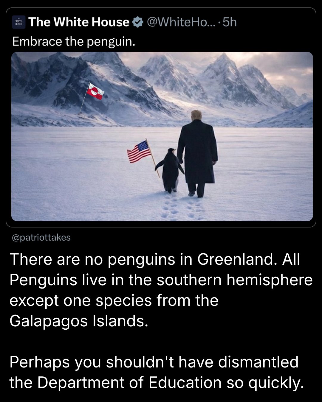greenland-penguin