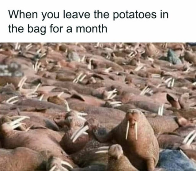 potatoes