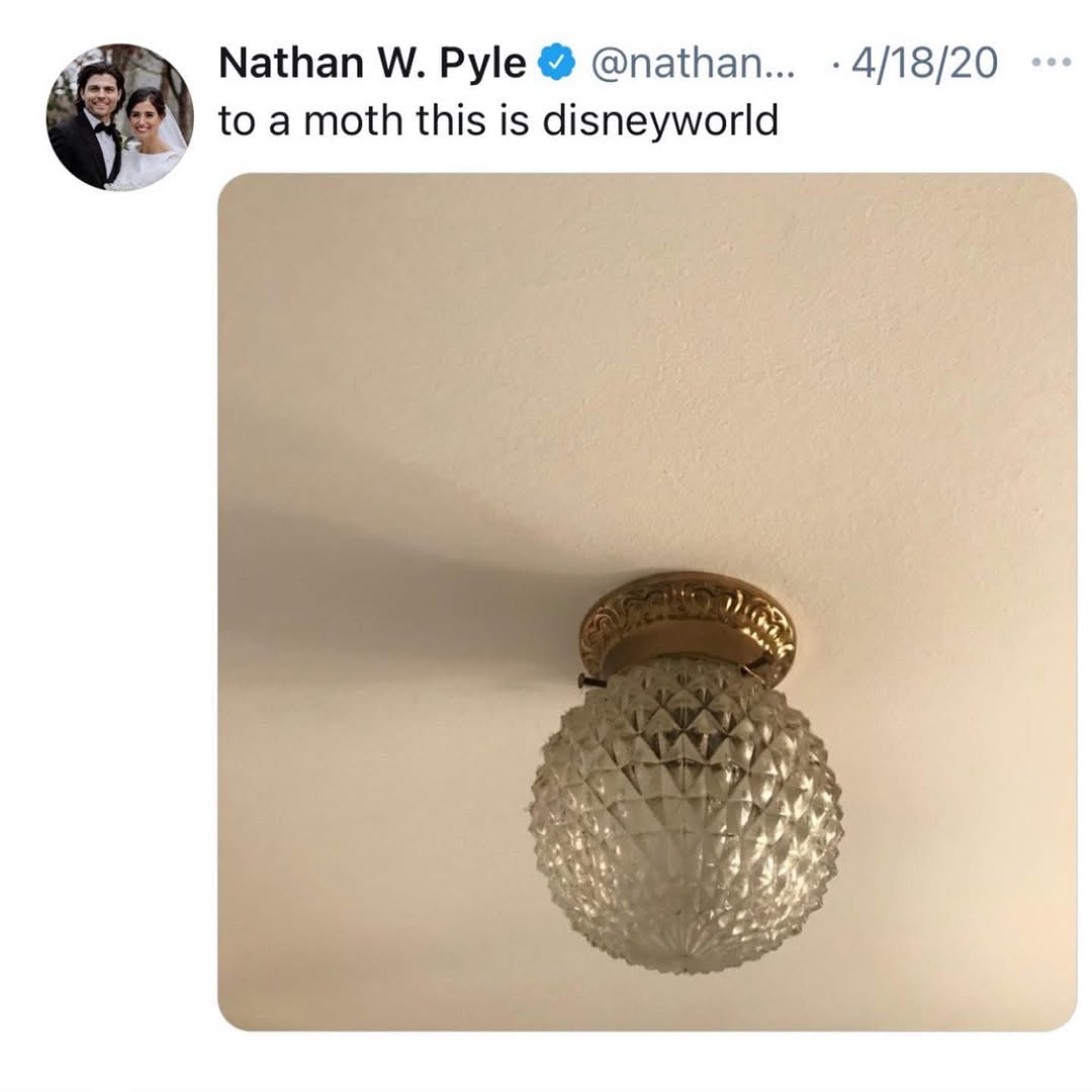 to-a-moth-this-is-disneyworld