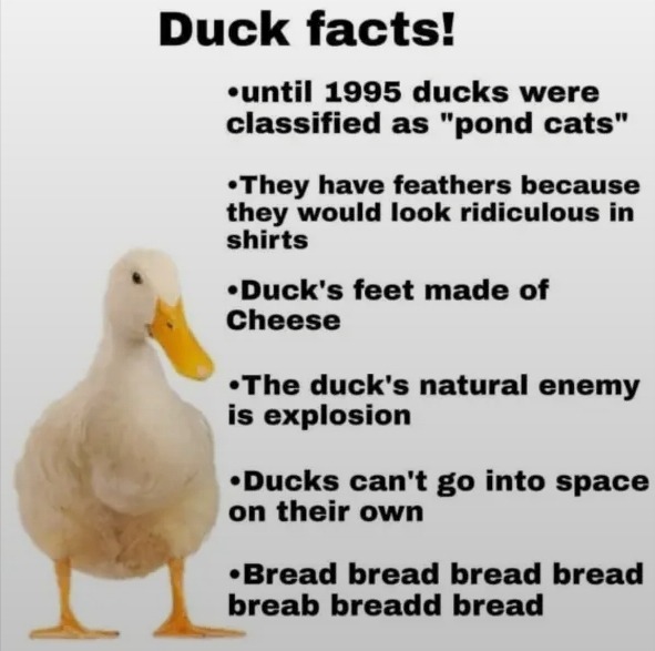 duck-facts