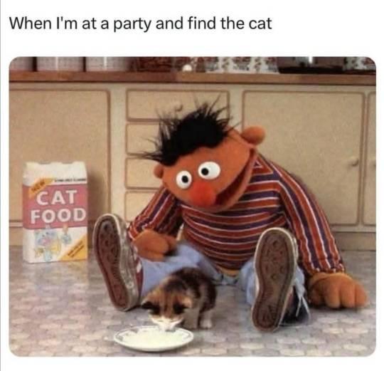 when-im-at-a-party-and-find-the-cat