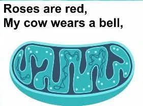roses-are-red-my-cow-wears-a-bell