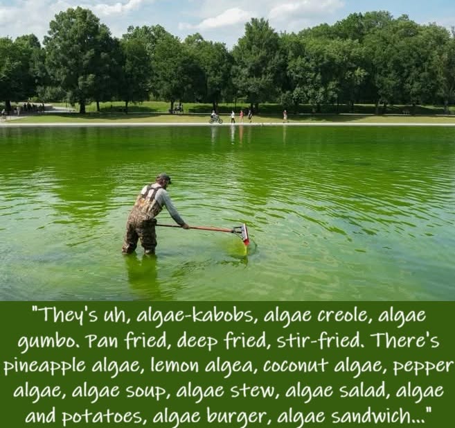 algae