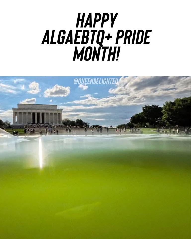 algaebtq-pride