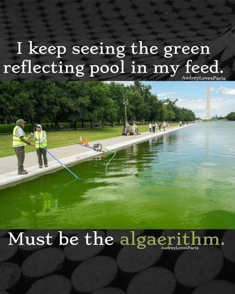 algaerithm