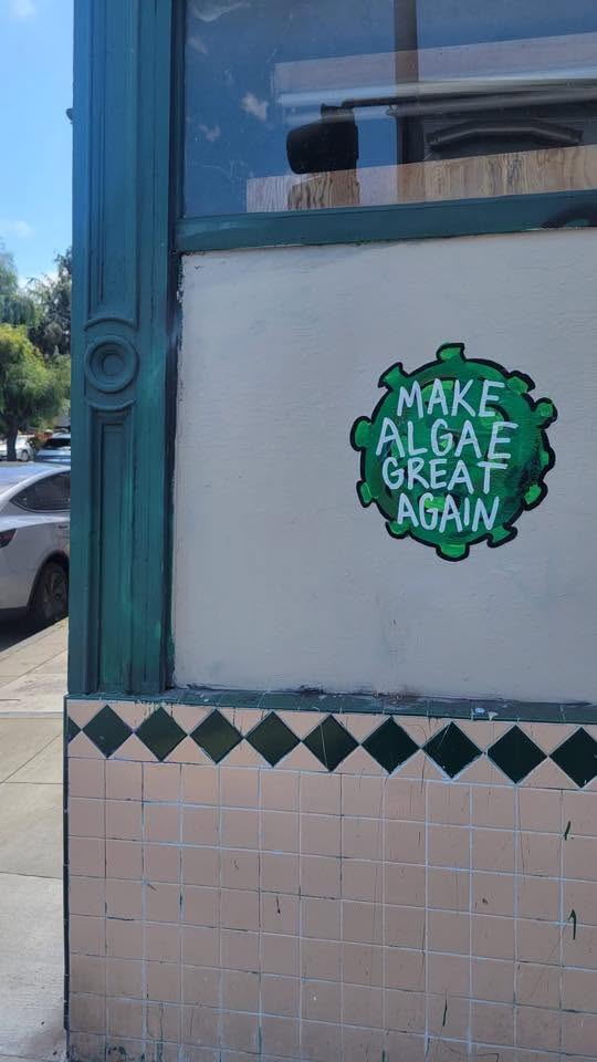 make-algae-great-again