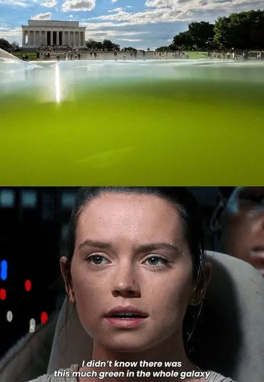 rey