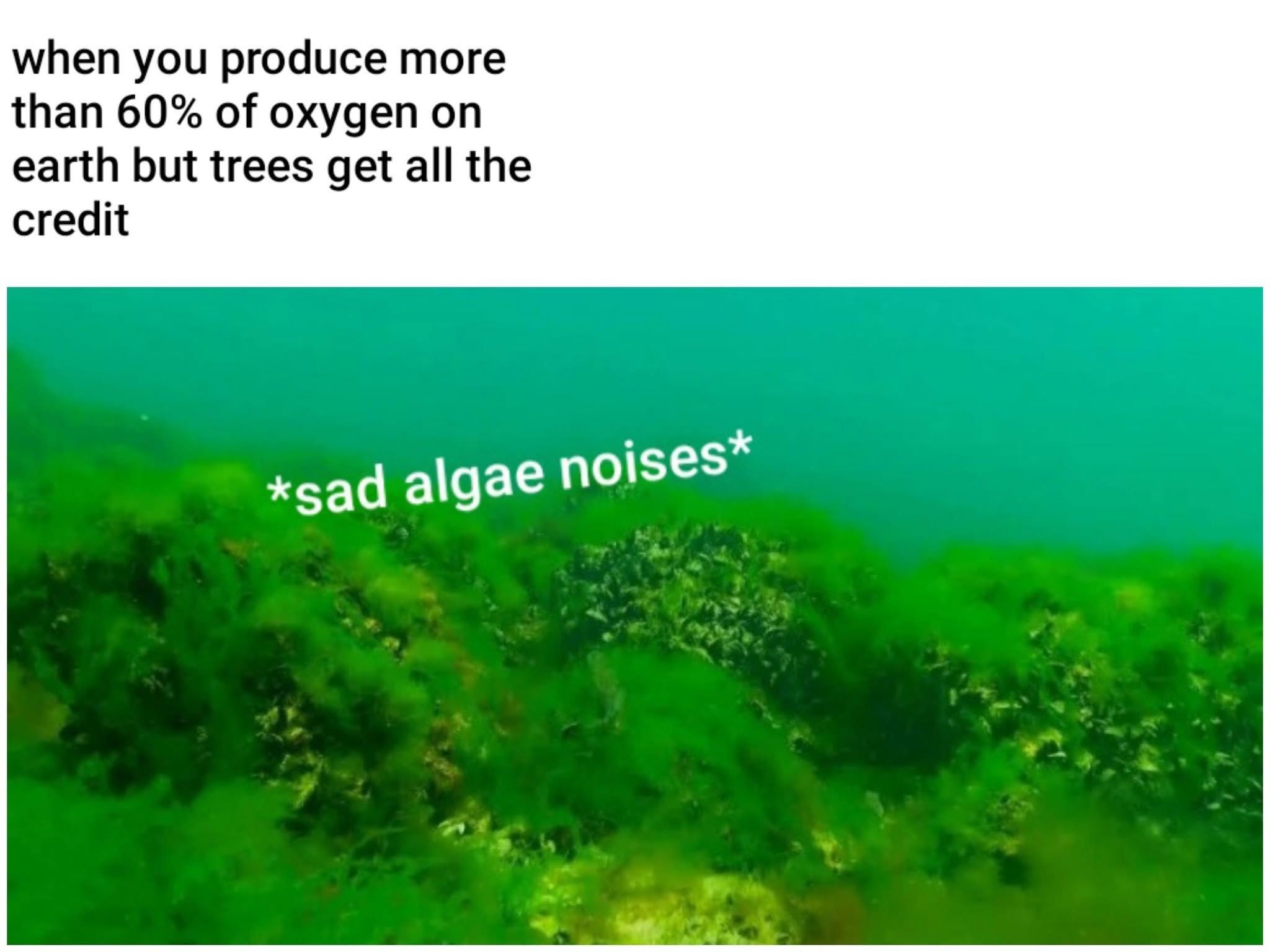 trees-get-all-the-credit