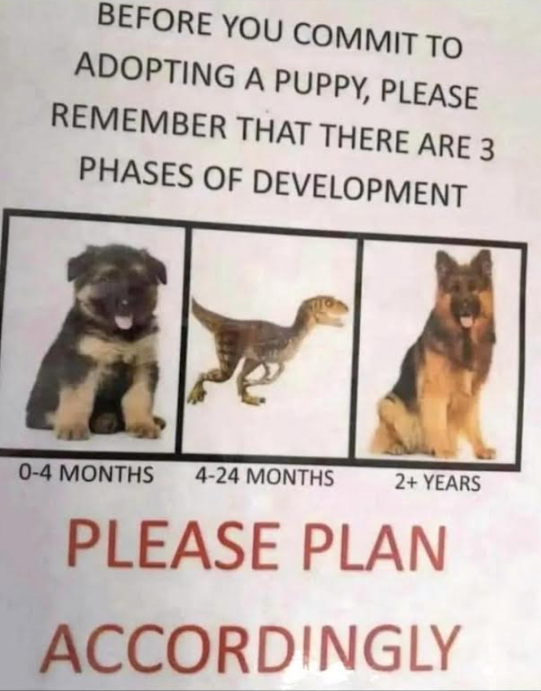 dog-phases