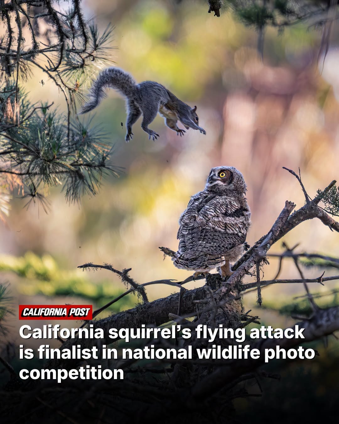 flying-squirrel-attack